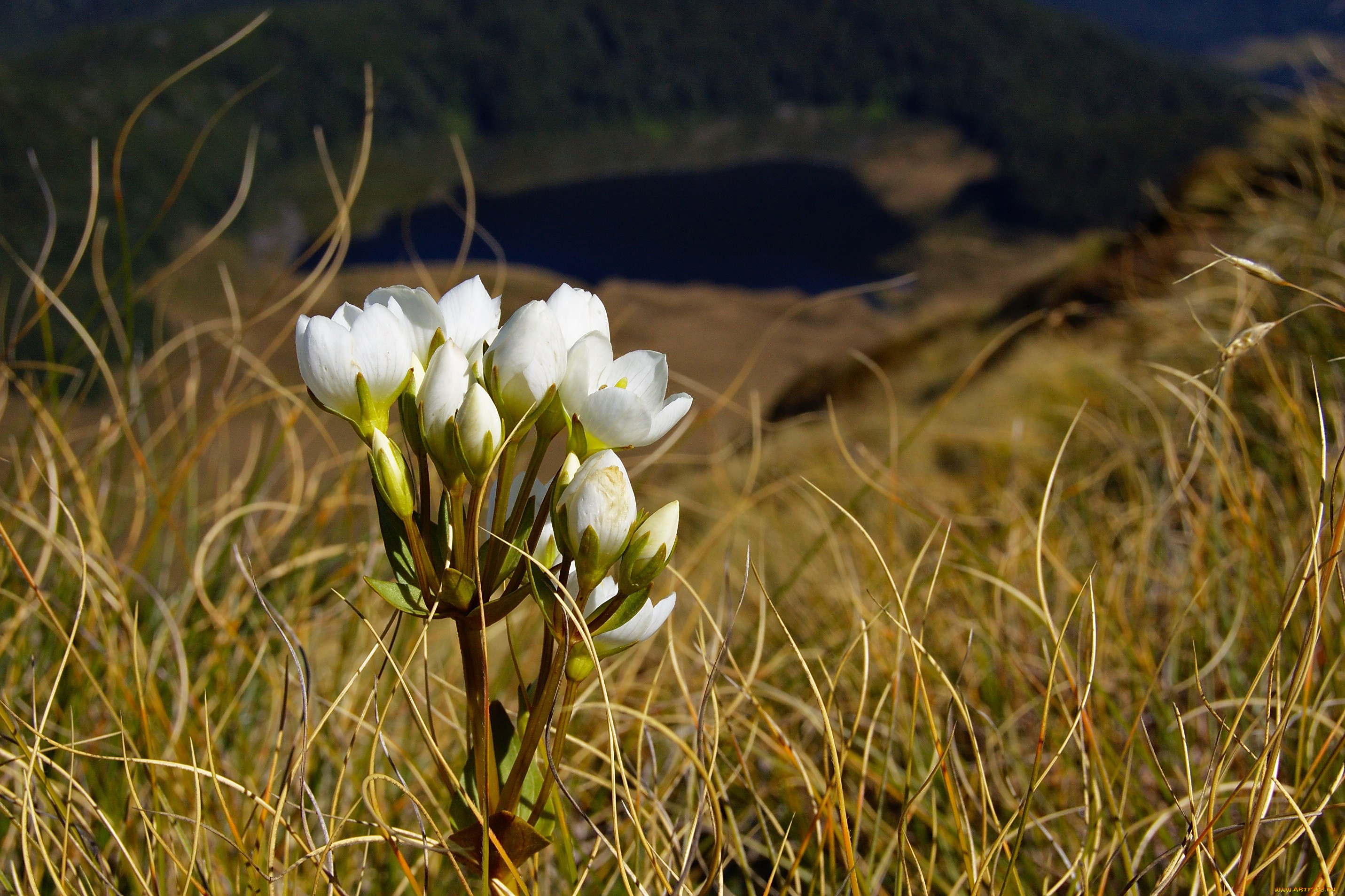 , , , fiordland